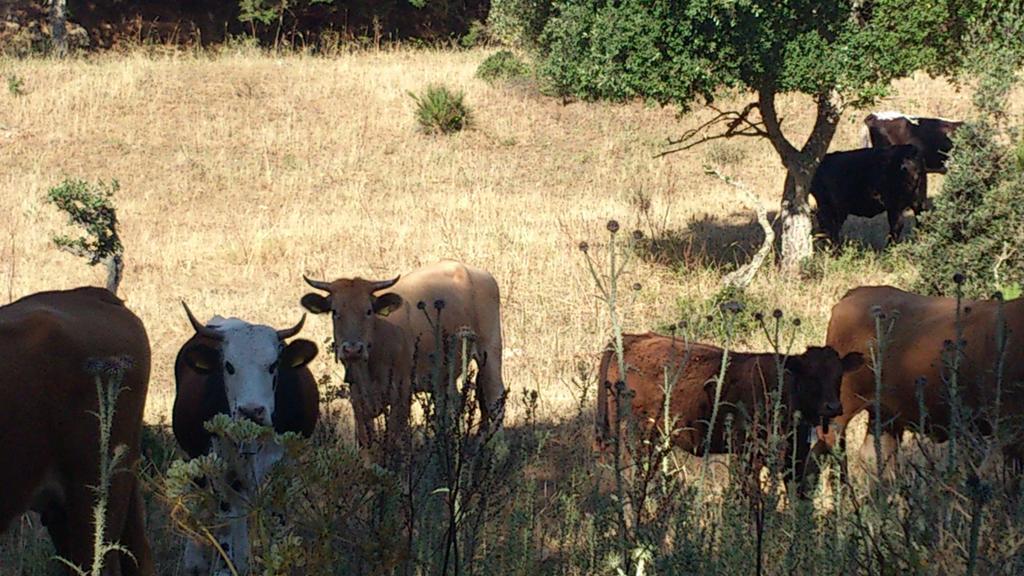 Riserva Del Noce Pension Caltagirone Buitenkant foto